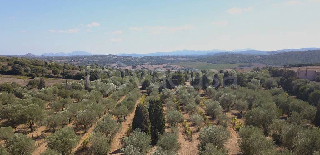 casa indipendente in vendita a Luogosanto