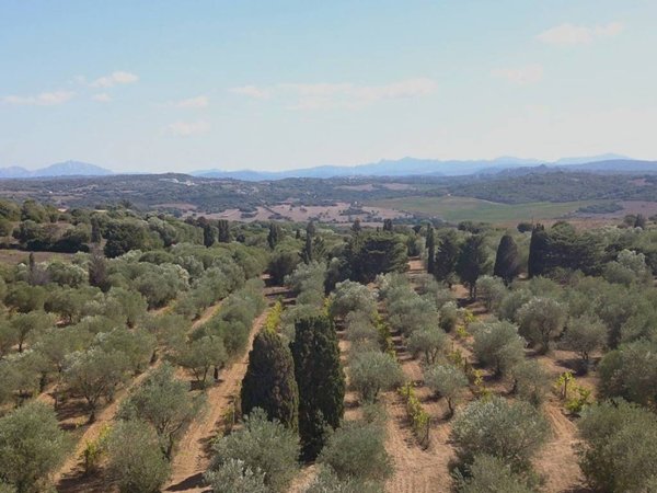 casa indipendente in vendita a Luogosanto