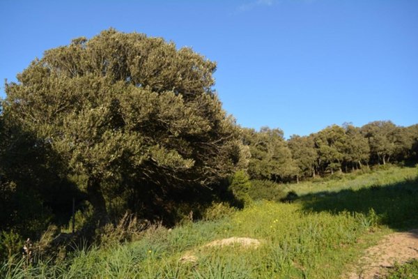 appartamento in vendita a Luogosanto