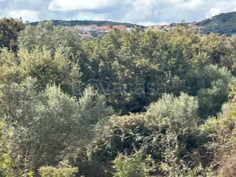 casa indipendente in vendita a Luogosanto