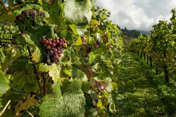 terreno agricolo in vendita a Monti