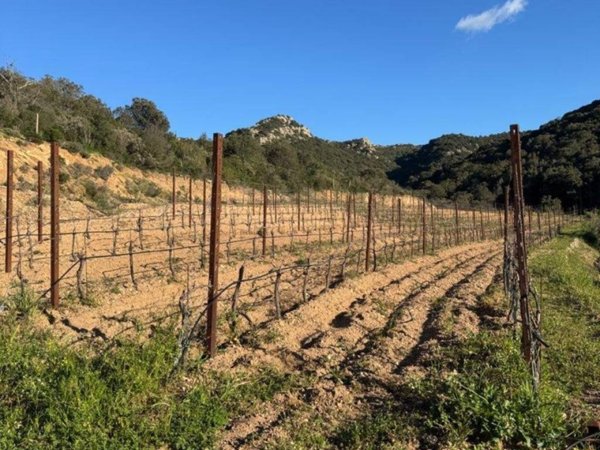 terreno agricolo in vendita a Monti in zona Sos Rueddos