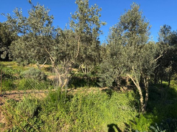 terreno in vendita a Monti