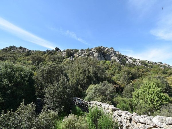 terreno agricolo in vendita a Monti