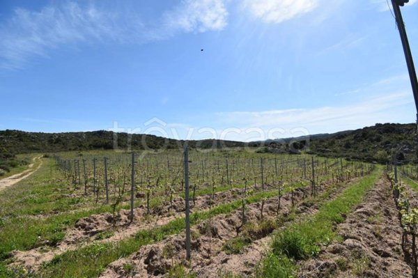 terreno agricolo in vendita a Monti