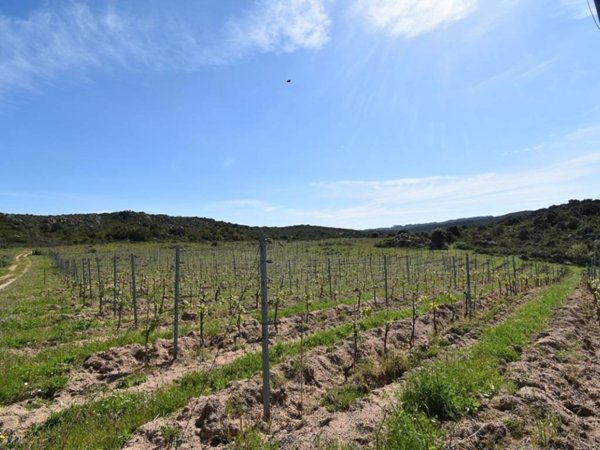 terreno agricolo in vendita a Monti in zona Sos Rueddos