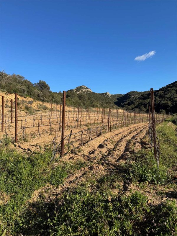 terreno agricolo in vendita a Monti