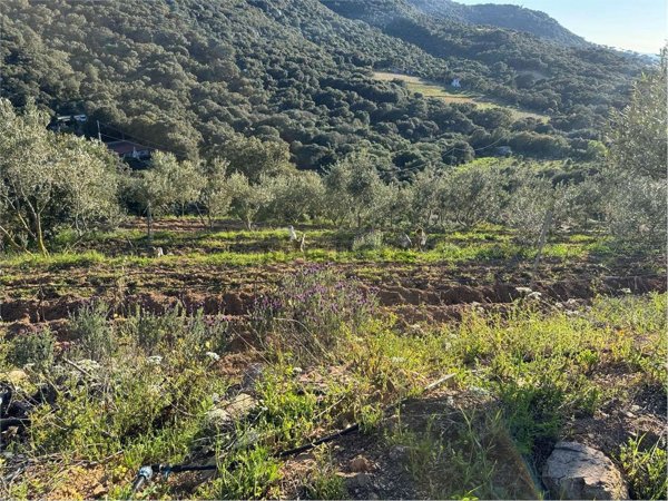 terreno agricolo in vendita a Monti