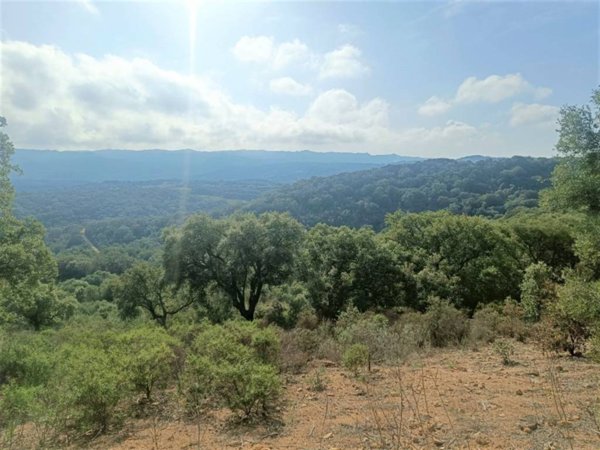 terreno agricolo in vendita a Monti