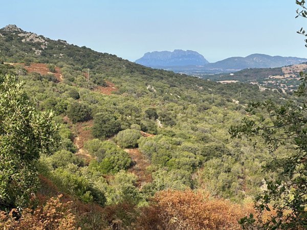 terreno agricolo in vendita a Monti