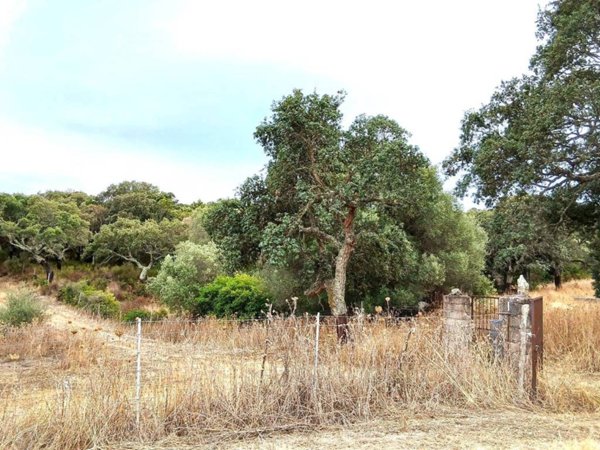 terreno agricolo in vendita a Monti