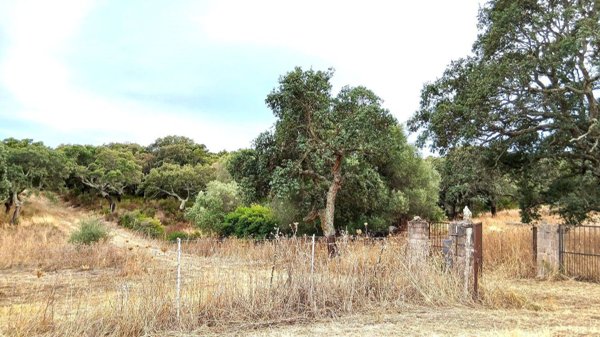 terreno agricolo in vendita a Monti