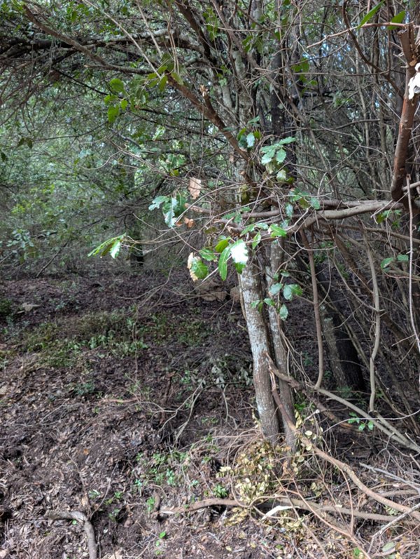 terreno in vendita a Monti