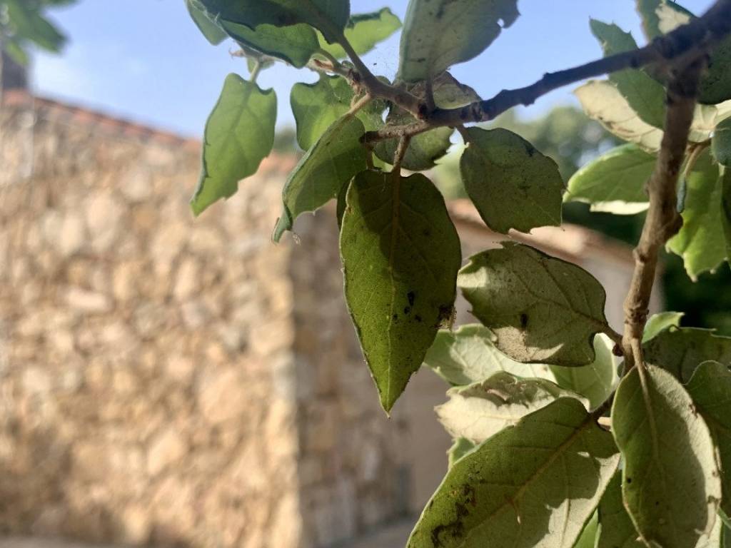 terreno agricolo in vendita ad Olbia in zona San Pantaleo