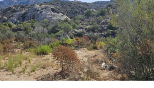 terreno agricolo in vendita ad Olbia