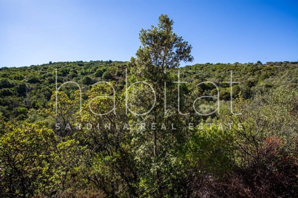 terreno agricolo in vendita ad Olbia in zona San Pantaleo