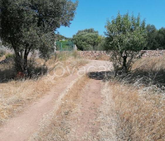 terreno agricolo in vendita ad Olbia in zona Cugnana