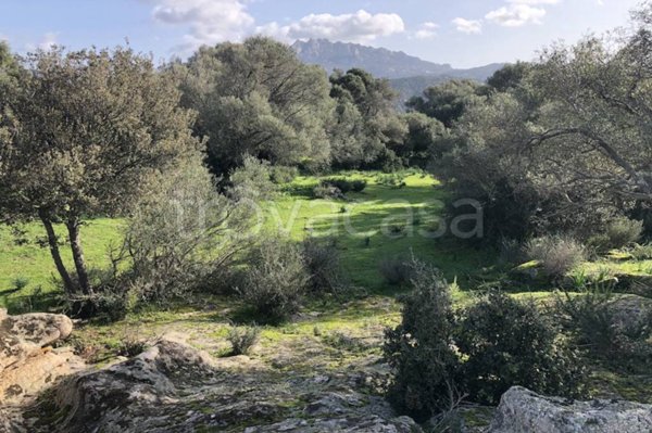 terreno agricolo in vendita ad Olbia in zona San Pantaleo