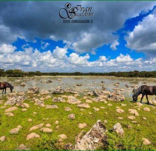 terreno agricolo in vendita ad Olbia in zona Porto Rotondo