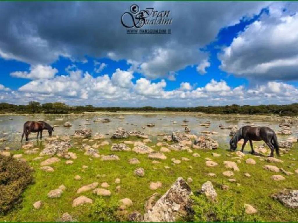 terreno agricolo in vendita ad Olbia in zona Porto Rotondo