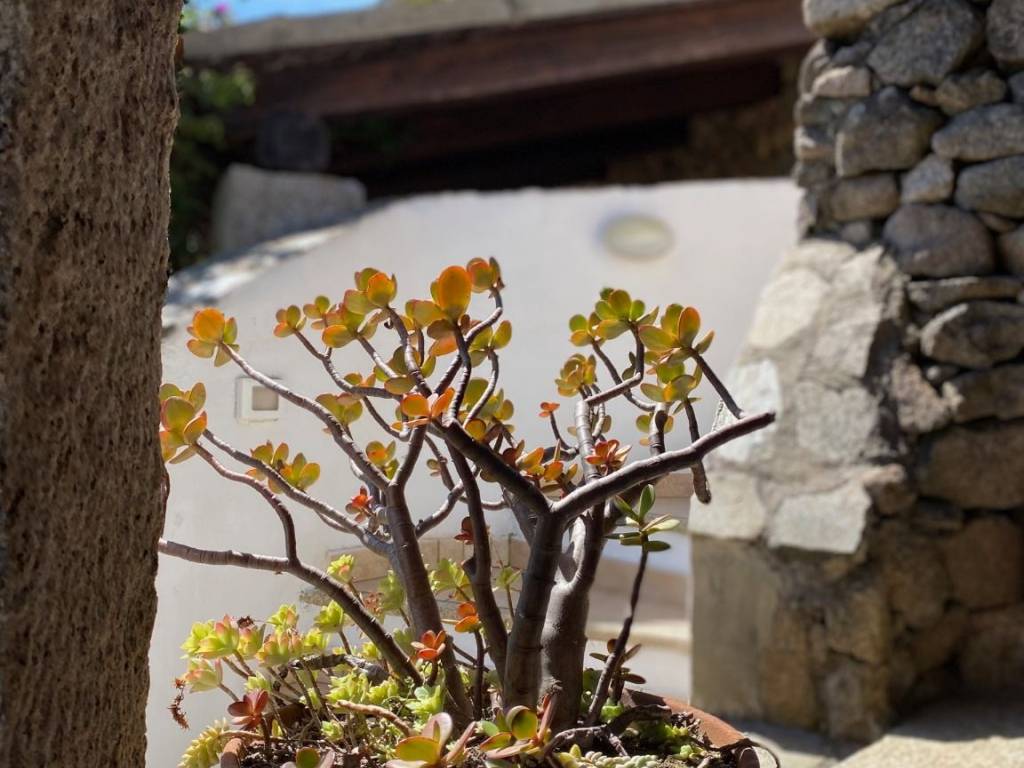 appartamento in vendita ad Olbia in zona Porto Rotondo