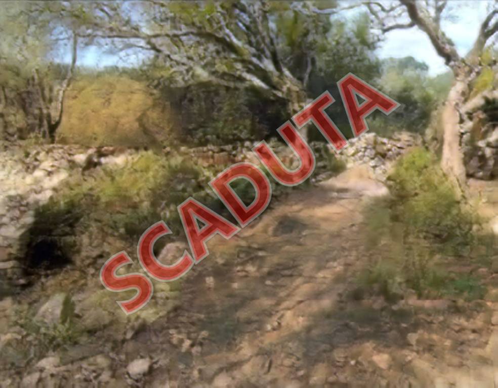 terreno agricolo in vendita ad Olbia in zona San Pantaleo