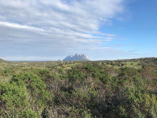 terreno agricolo in vendita ad Olbia in zona Murta Maria