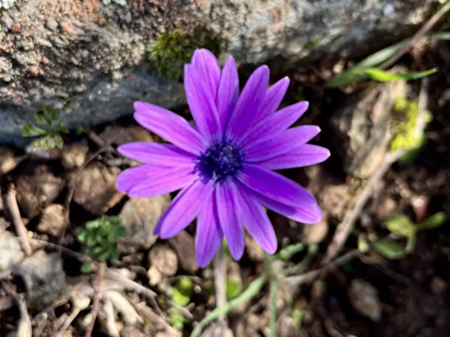 mansarda in vendita ad Olbia