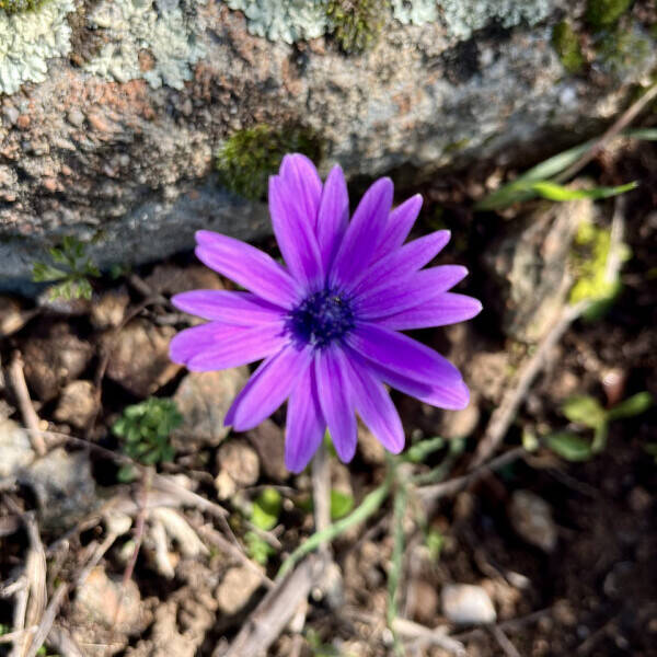 terreno agricolo in vendita ad Olbia