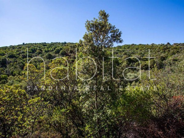 terreno agricolo in vendita ad Olbia in zona San Pantaleo