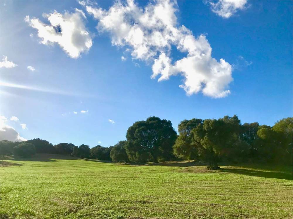 terreno agricolo in vendita ad Olbia