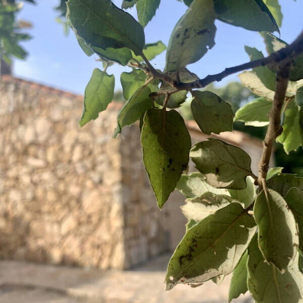 terreno agricolo in vendita ad Olbia in zona San Pantaleo