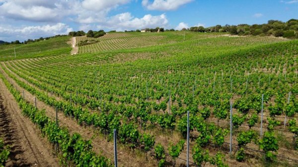 azienda agricola in vendita ad Olbia in zona Berchiddeddu