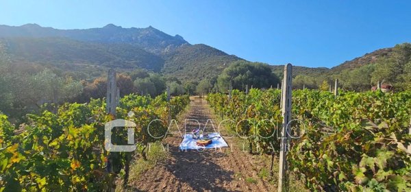 casa indipendente in vendita ad Olbia in zona Cugnana