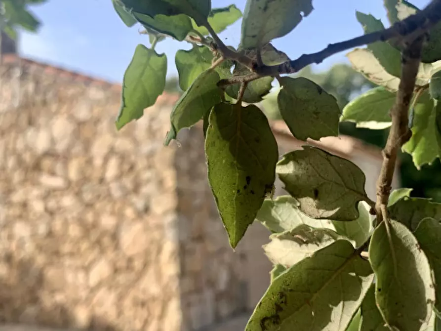 mansarda in vendita ad Olbia in zona San Pantaleo