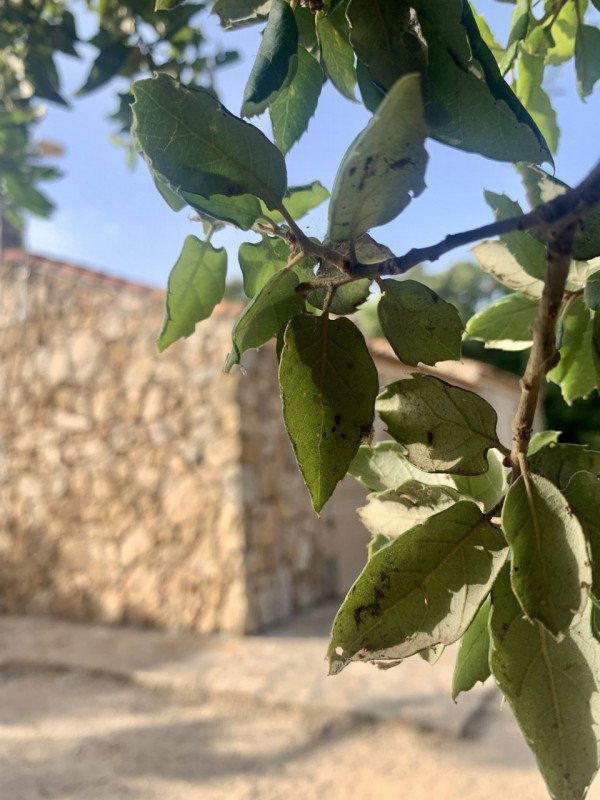 terreno in vendita ad Olbia in zona San Pantaleo