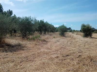 azienda agricola in vendita ad Olmedo