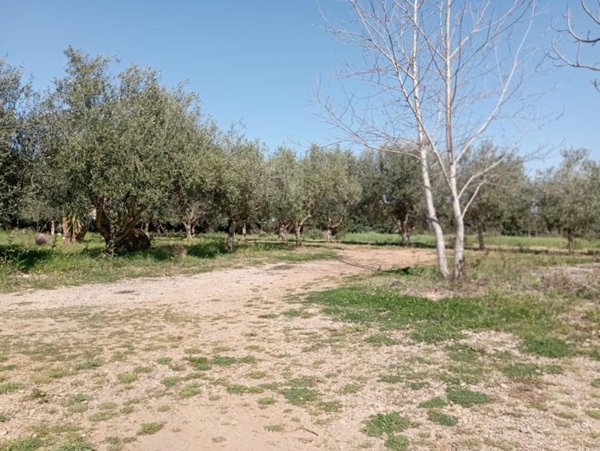 terreno agricolo in vendita ad Olmedo