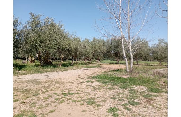 terreno agricolo in vendita ad Olmedo