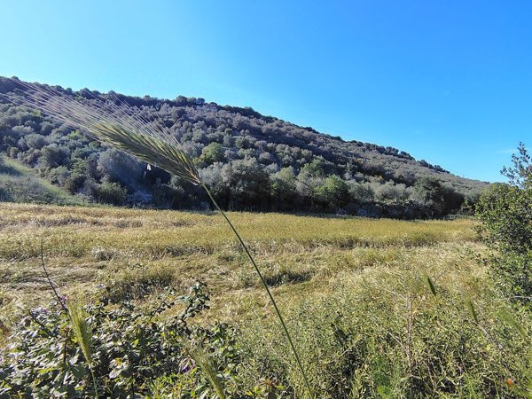 rudere in vendita ad Ossi