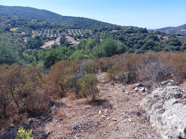 terreno agricolo in vendita ad Ozieri