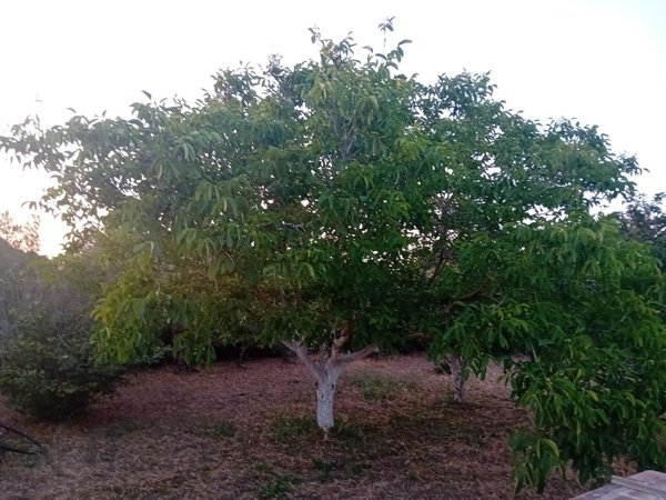 quadrivano in vendita a Porto Torres