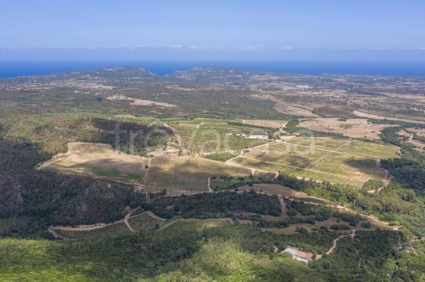 terreno agricolo in vendita ad Aglientu