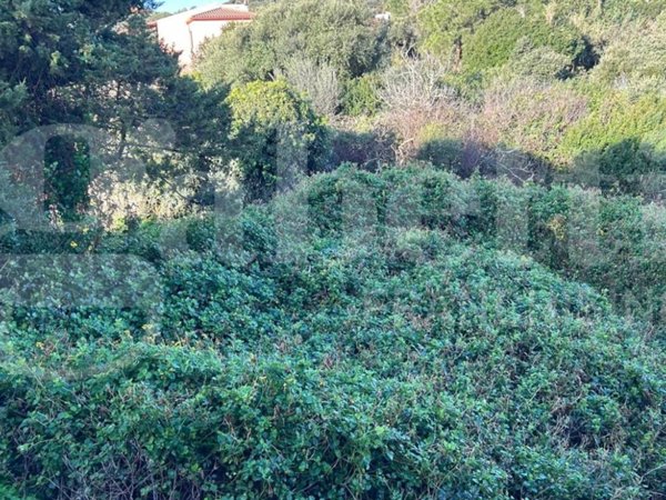 terreno agricolo in vendita a Santa Teresa Gallura