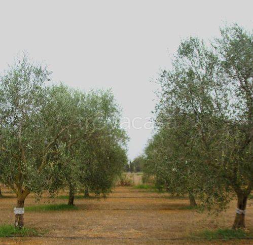 terreno agricolo in vendita a Sassari in zona Campanedda
