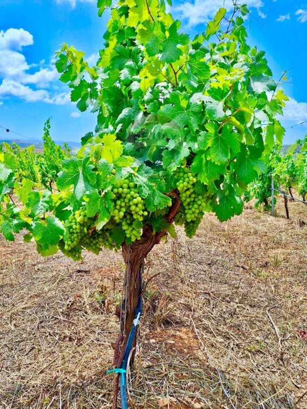 terreno agricolo in vendita a Sassari
