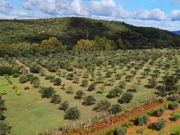 terreno agricolo in vendita a Sassari in zona Palmadula