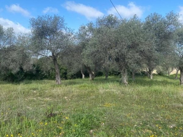 terreno agricolo in vendita a Sassari in zona Sant'Orsola / Zuari