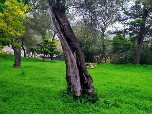terreno agricolo in vendita a Sassari in zona La Landrigga