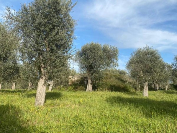 terreno agricolo in vendita a Sassari in zona Sant'Orsola / Zuari